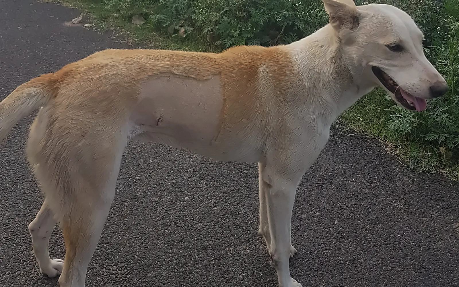 A street dog walking down a road at dusk, one of the dogs Shri Hari Hive feeds