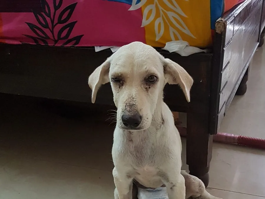 Snowie, a white street puppy, recovering at home