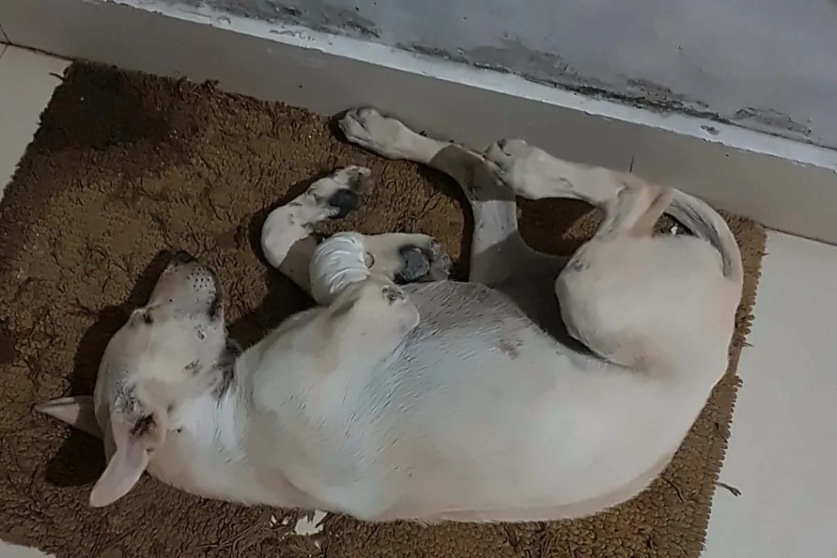 Snowie asleep on her back on a doormat