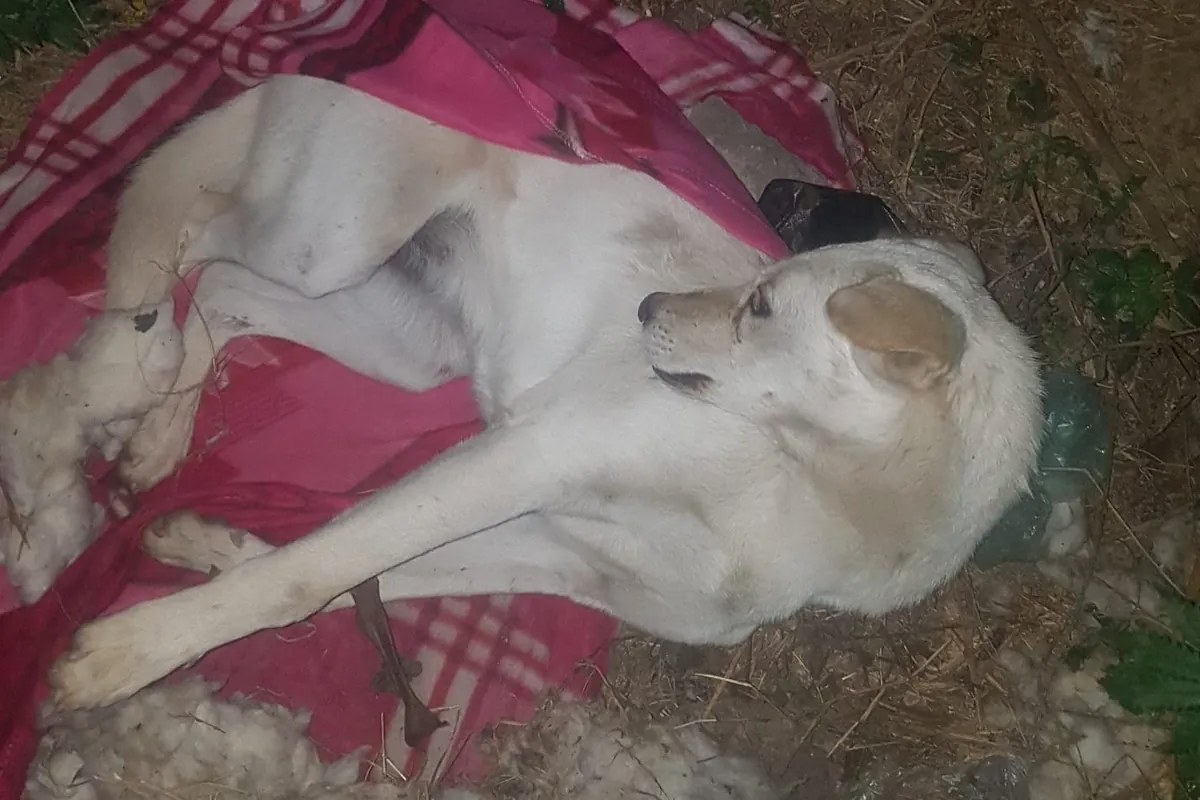 Snowie lying on a blanket on the ground at night